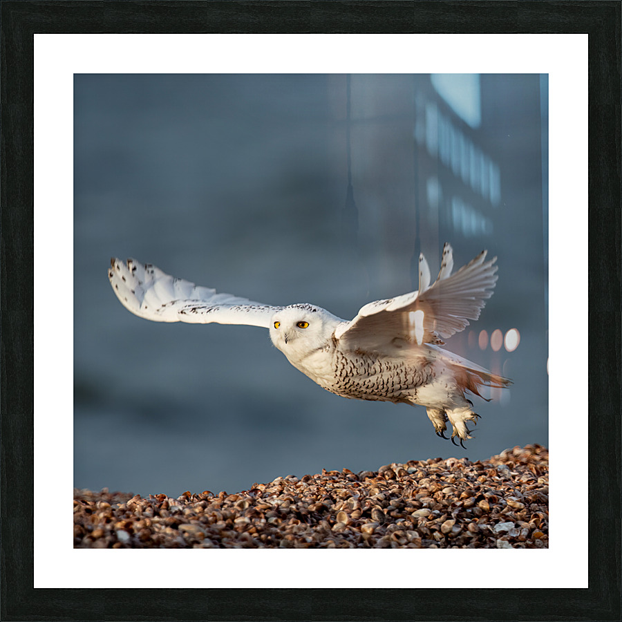 Snowy Owl 2020 Canv Picture Frame print