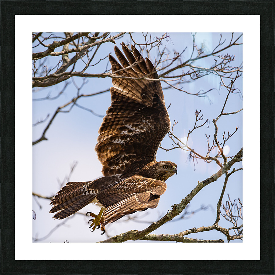 Hawk 2020 Canv Picture Frame print