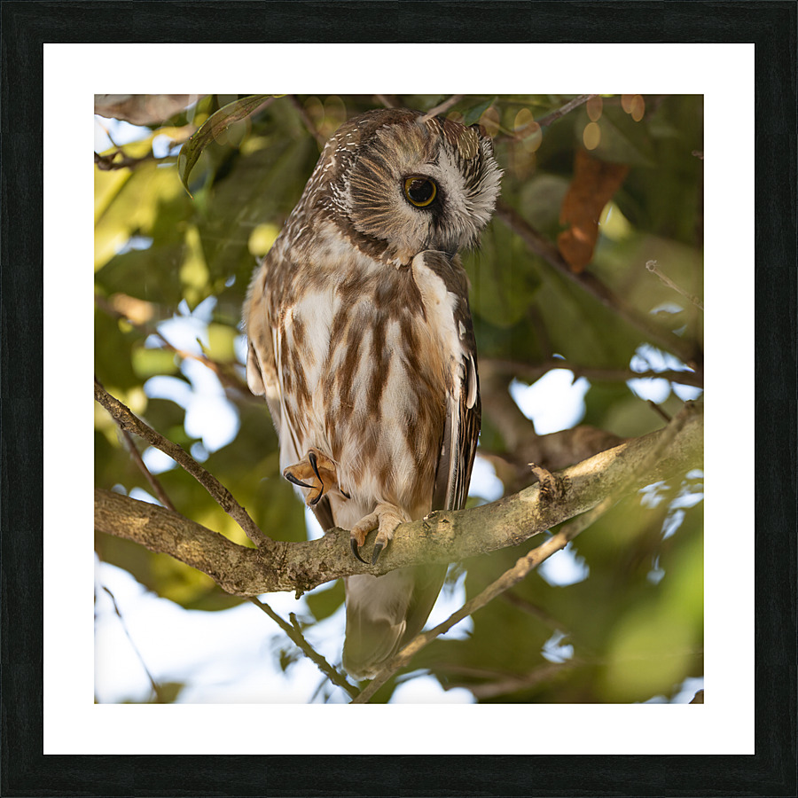 Saw Whet 2020 Canv Picture Frame print