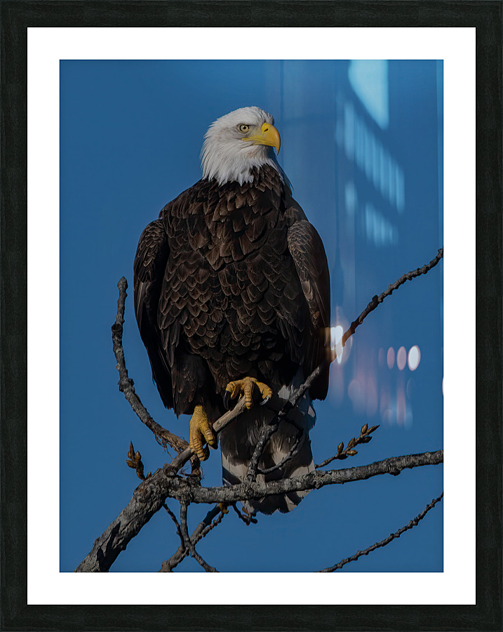 Eagle 3648 Canv Picture Frame print