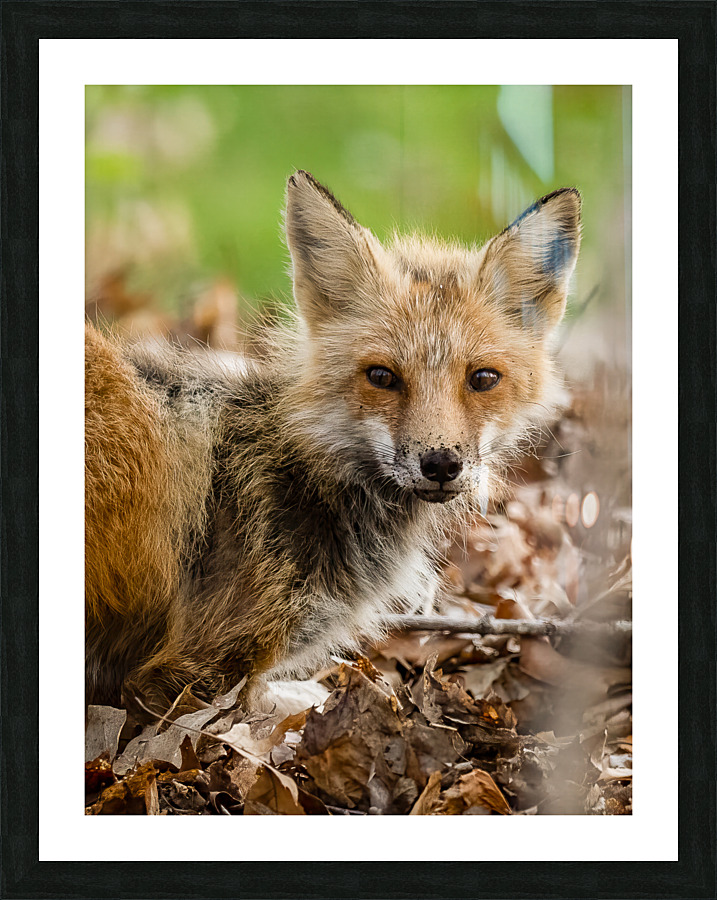Fox 3648 Canv Picture Frame print