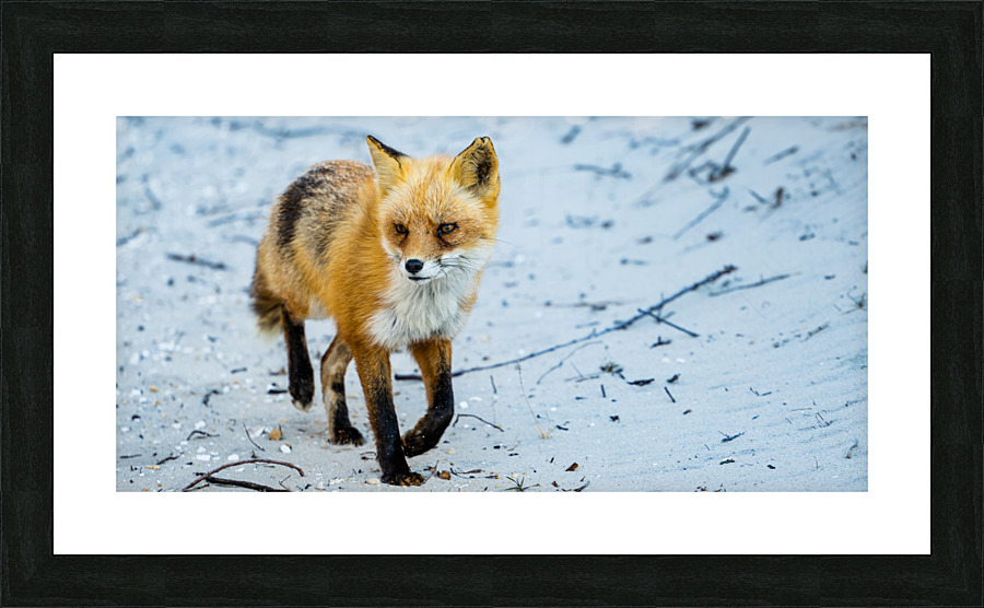Fox 2448 Can Picture Frame print