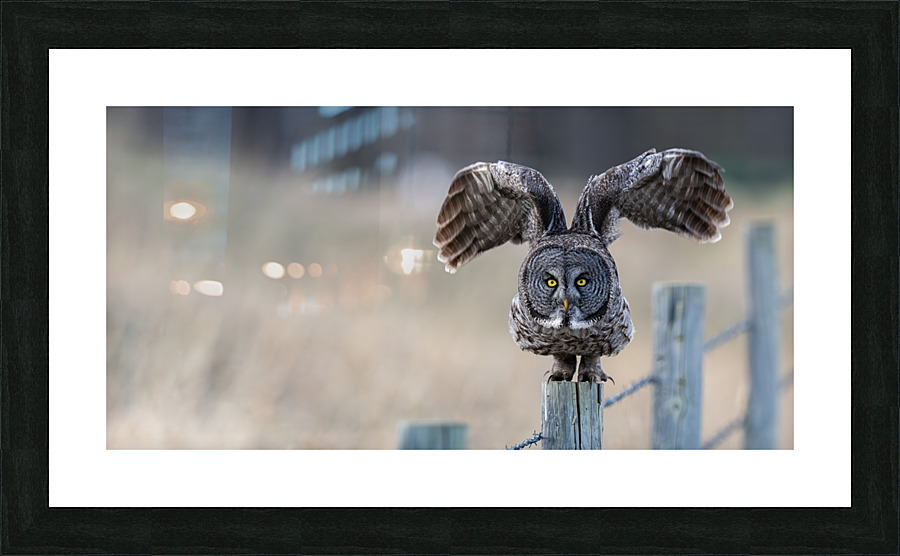 CalgaryGGO3060Canv Picture Frame print