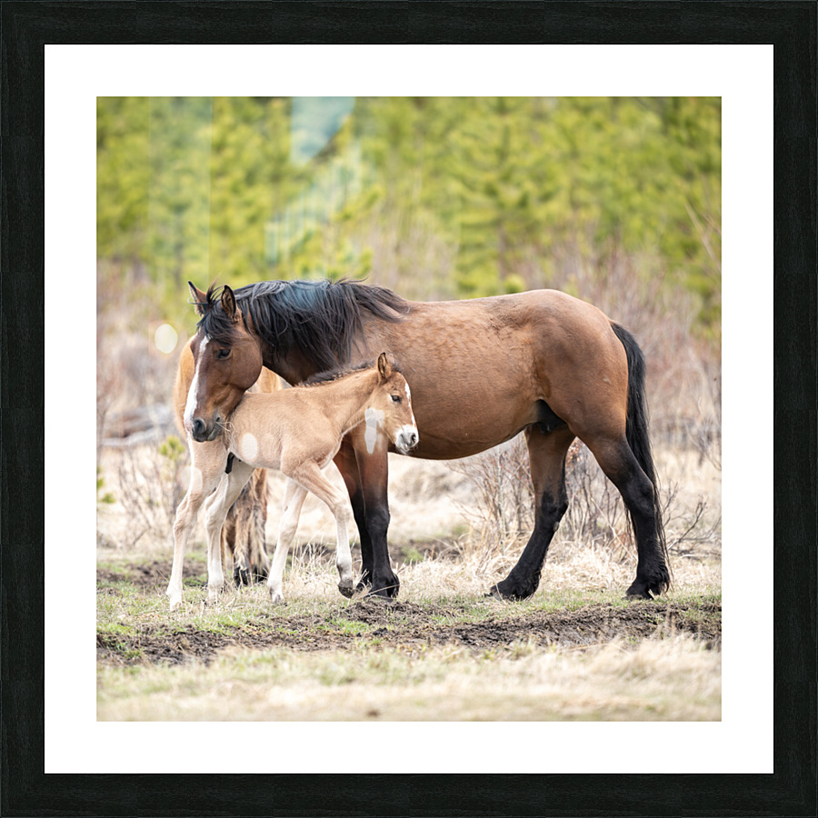 MareFoal2020Canv Picture Frame print