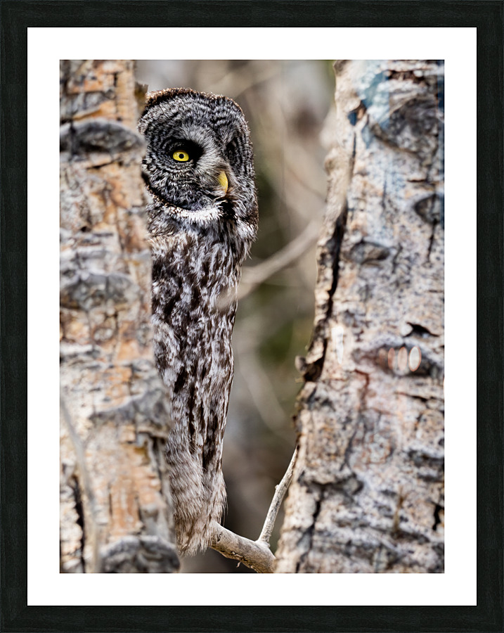 GGO3648Canv Picture Frame print