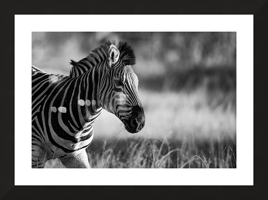 Z92 1533 Picture Frame print