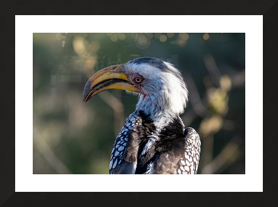 NBC081123004 Enhanced NR Picture Frame print