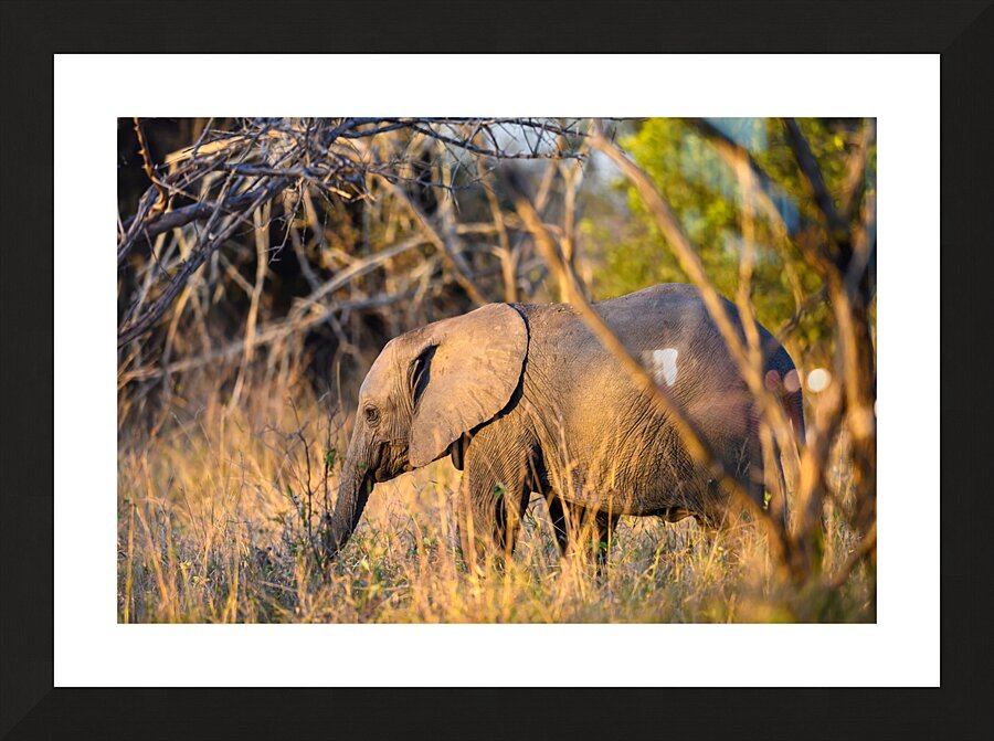 Z92 1579 Picture Frame print