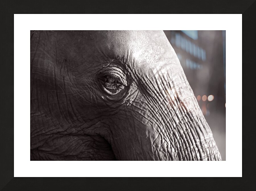 Z91 3172 Picture Frame print