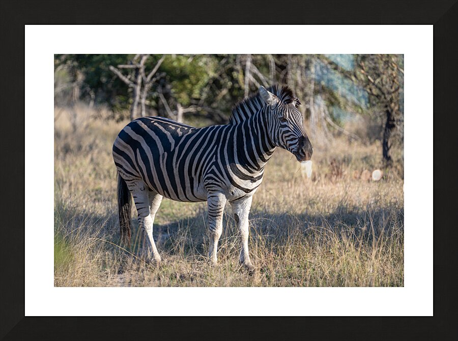 NBC081123010 Enhanced NR Picture Frame print