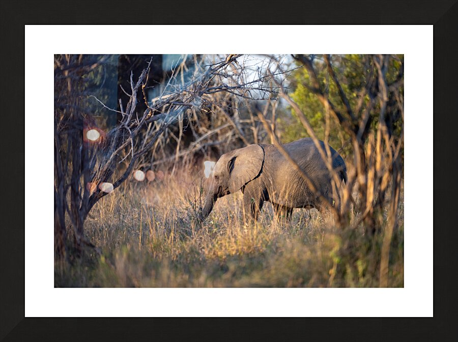 NBC081123067 Picture Frame print