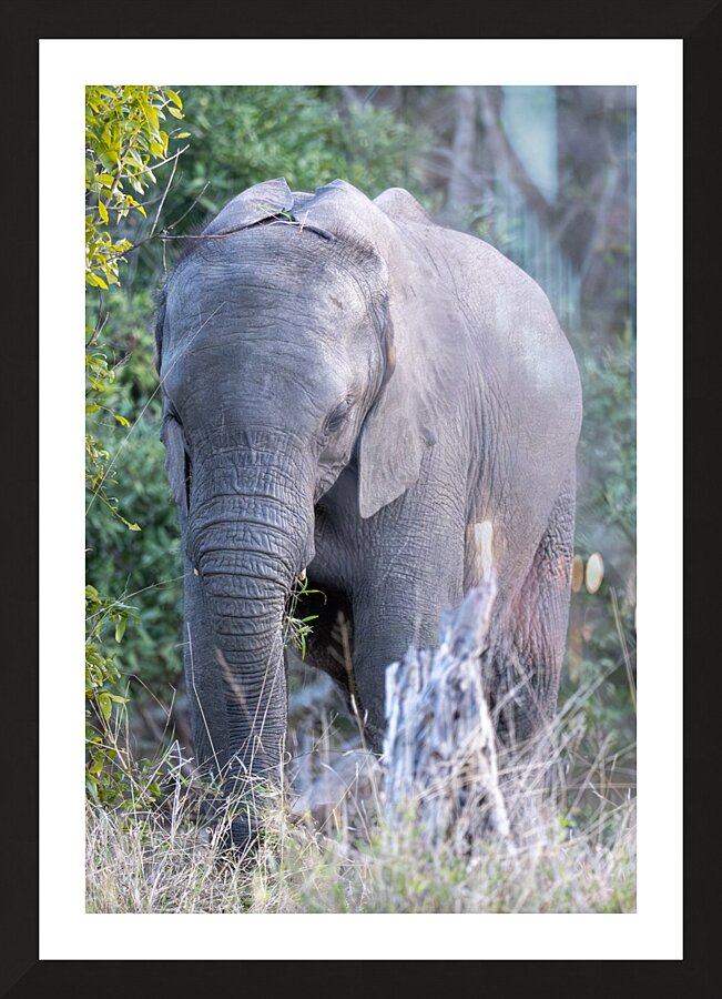 NBC081123066 Enhanced NR Picture Frame print