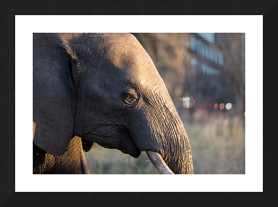 NBC081123054 Picture Frame print