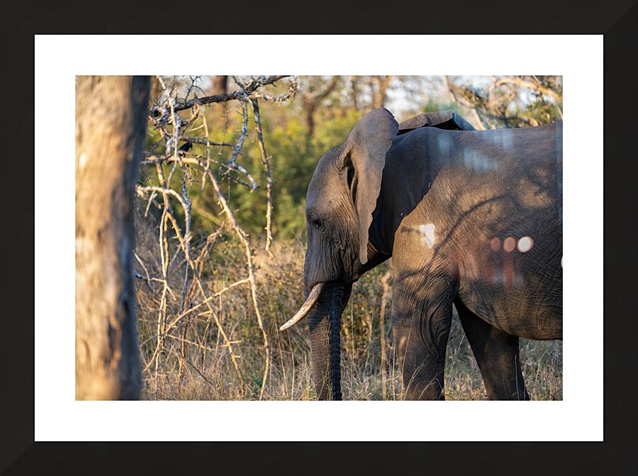 NBC081123060 Picture Frame print