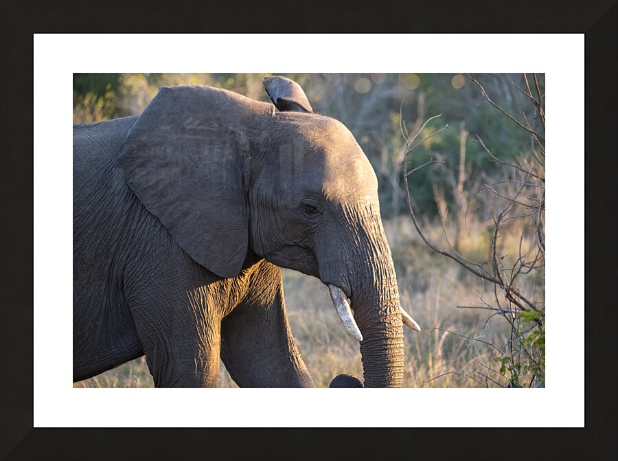 NBC081123057 Picture Frame print