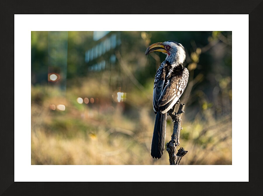 NBC081123002 Enhanced NR Picture Frame print