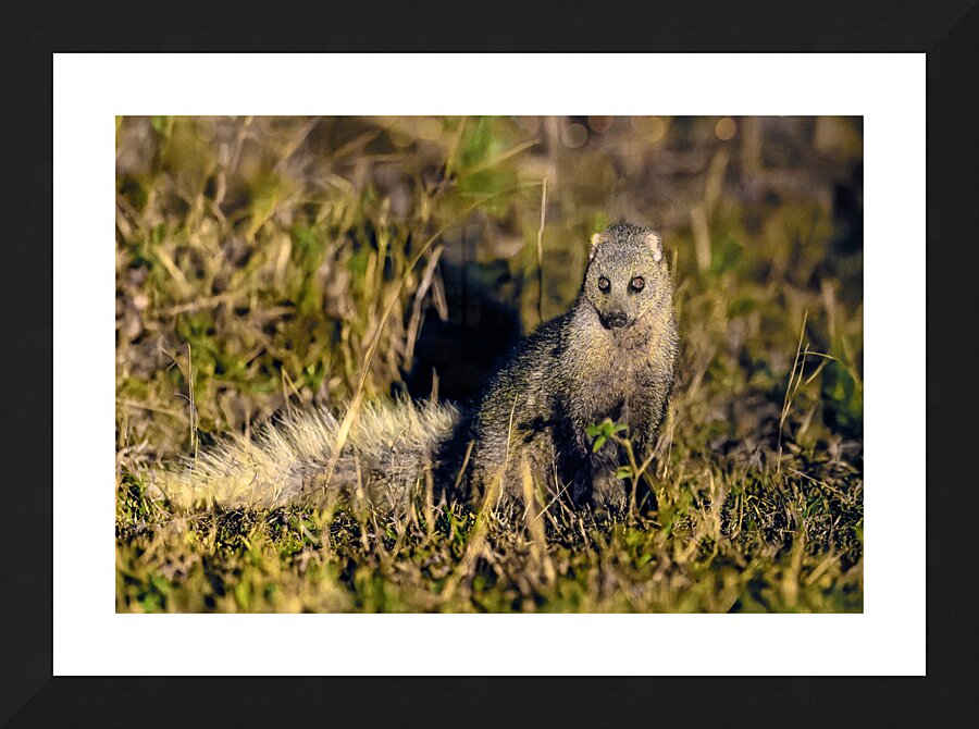 Z92 1608 NEF DxO DeepPRIMEXD Picture Frame print