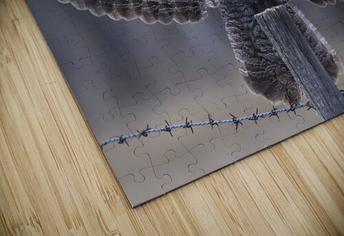 Calgary20220510 0150 Enhanced NR Edit Photos by SMA puzzle