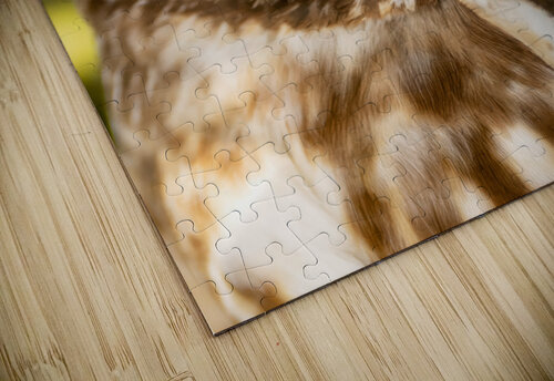 Saw Whet 36x48 Photos by SMA puzzle