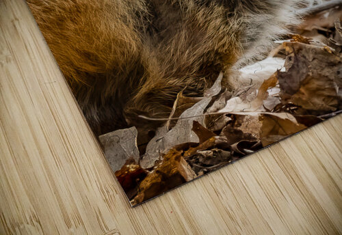 Fox 3648 Canv Photos by SMA puzzle