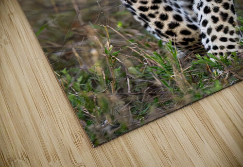 NBC081323434 Enhanced NR Edit Edit Photos by SMA puzzle