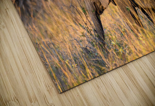 Z92 1579 Photos by SMA puzzle