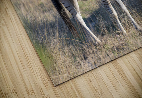 NBC081123010 Enhanced NR Photos by SMA puzzle