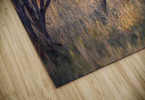 NBC081123067 Photos by SMA puzzle