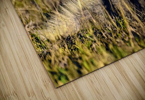 Z92 1608 NEF DxO DeepPRIMEXD Photos by SMA puzzle