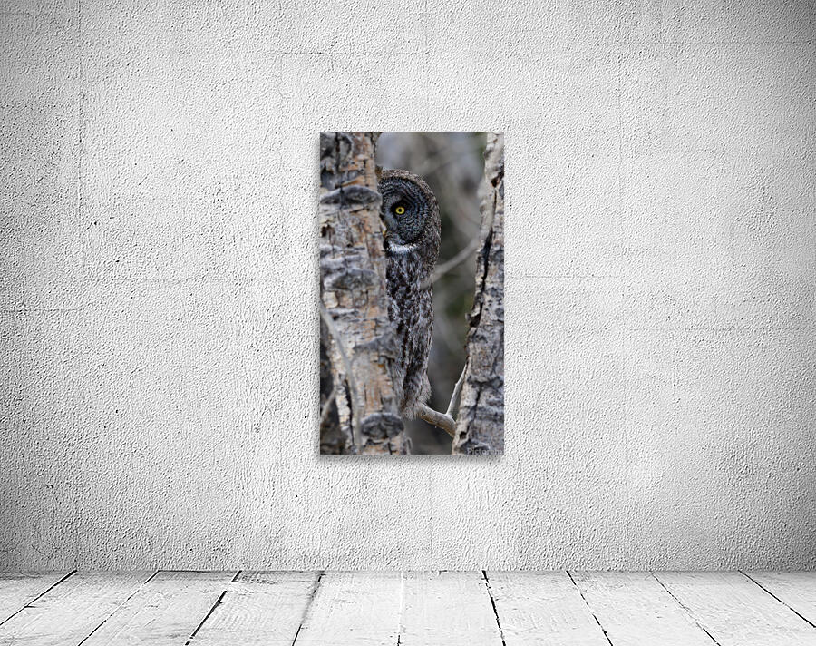 Calgary20220511 0437 Edit Wall Preview