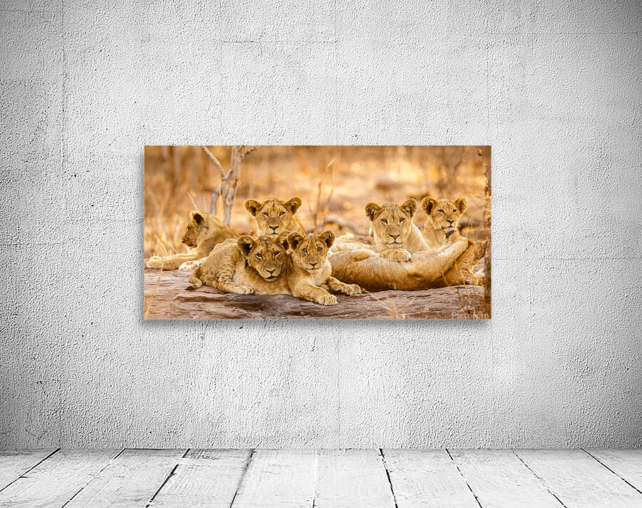 DSC081823685 Edit Wall Preview