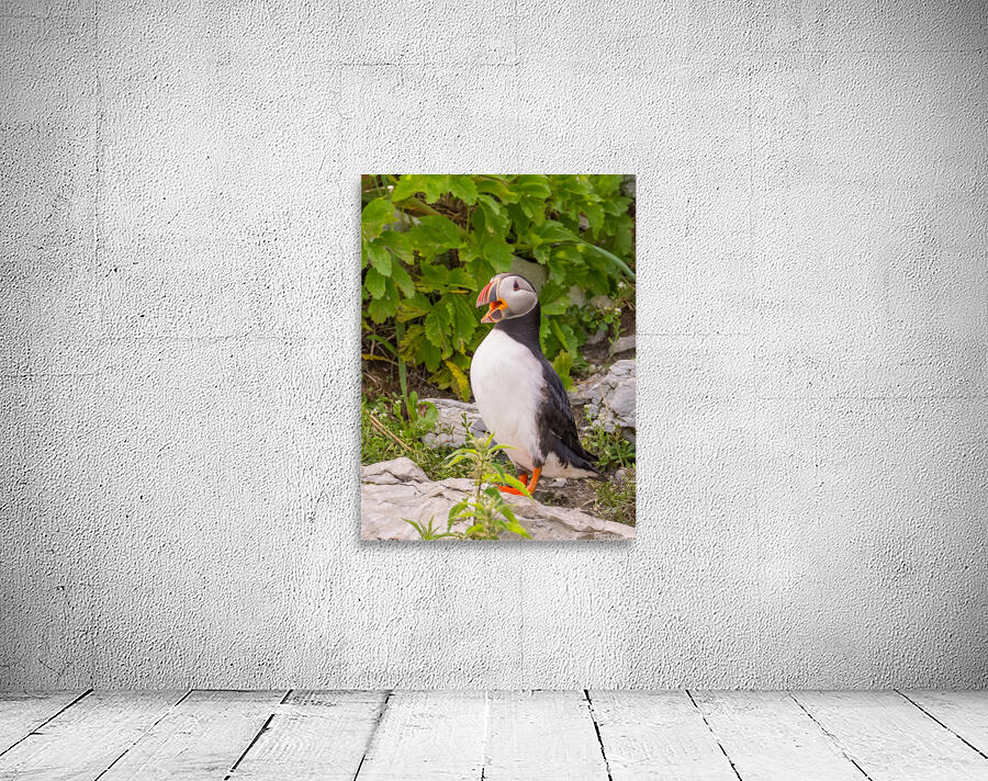 Z91 1832 Edit Wall Preview