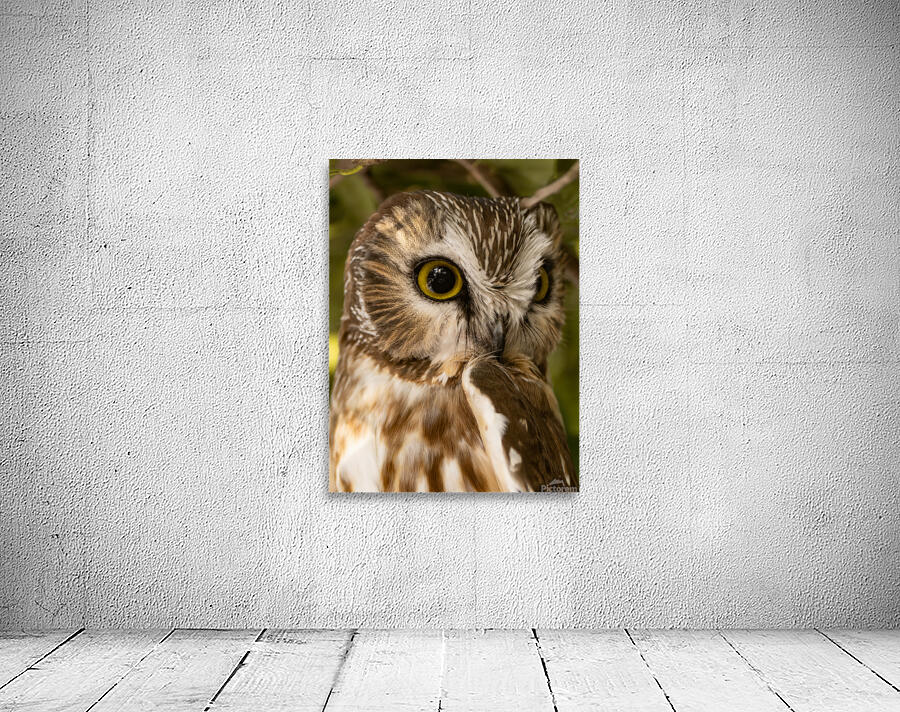 Saw Whet 36x48 Wall Preview