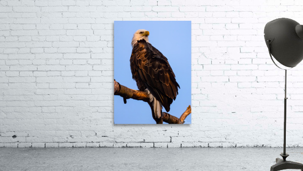 Eagle 36x48 Wall Preview