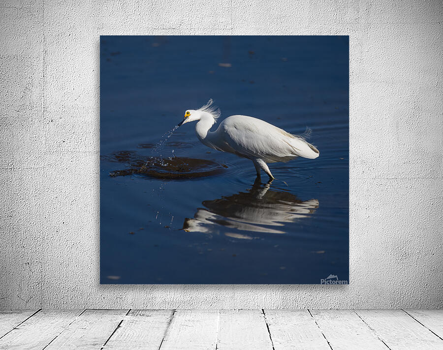 Egret 2020 Canv Wall Preview
