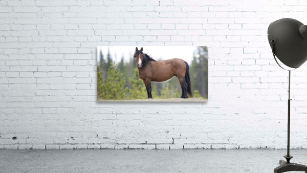 Stallion 3060 Acry Wall Preview