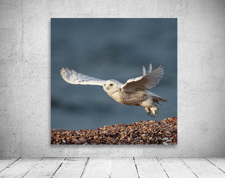 Snowy Owl 2020 Canv Wall Preview
