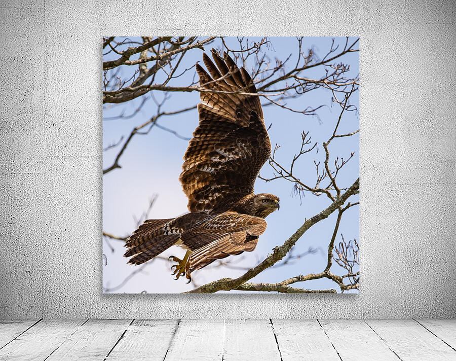 Hawk 2020 Canv Wall Preview
