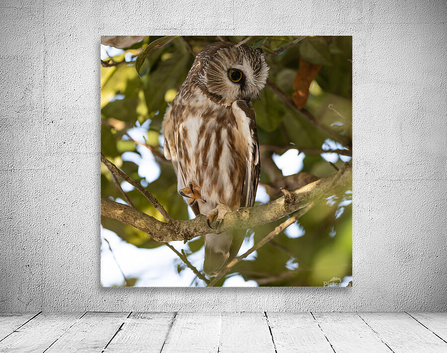 Saw Whet 2020 Canv Wall Preview