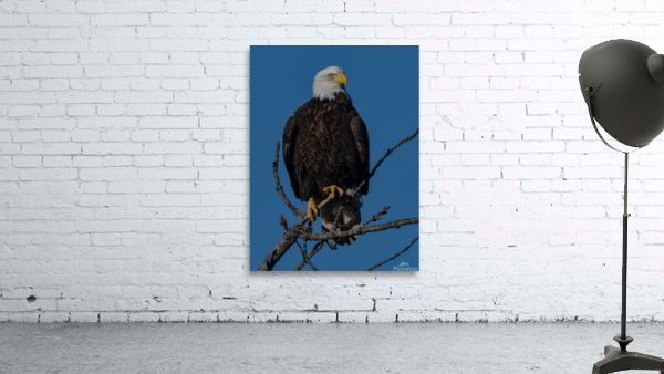 Eagle 3648 Canv Wall Preview