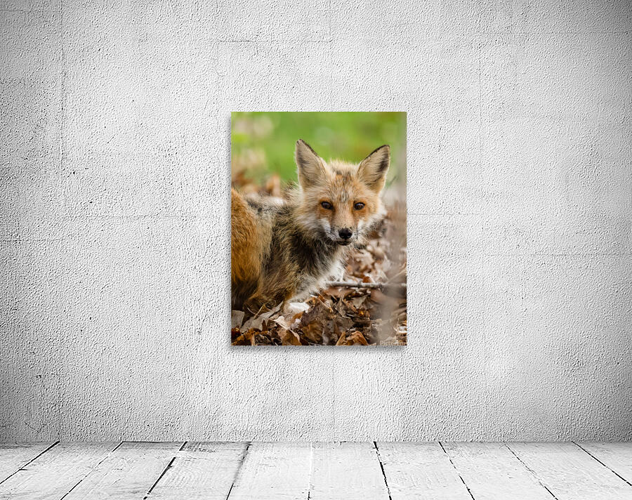 Fox 3648 Canv Wall Preview