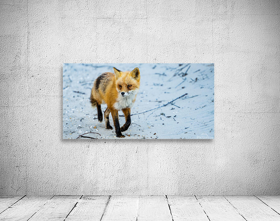 Fox 2448 Can Wall Preview