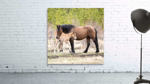 MareFoal2020Canv Wall Preview