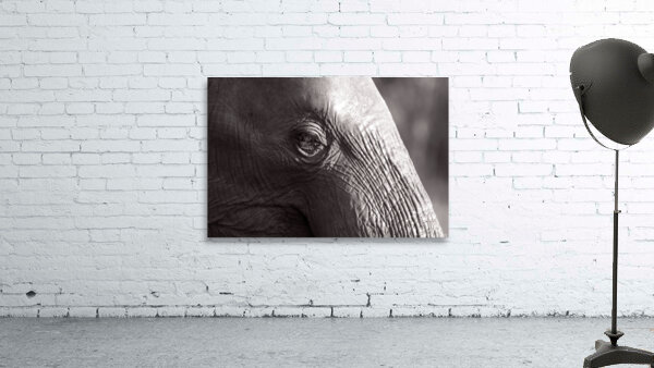 Z91 3172 Wall Preview