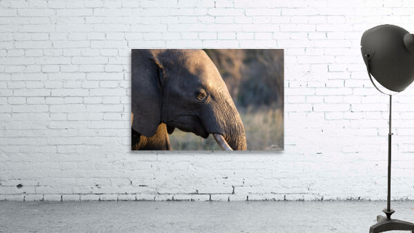 NBC081123054 Wall Preview