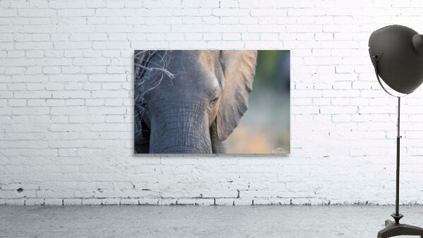 NBC081123071 Wall Preview