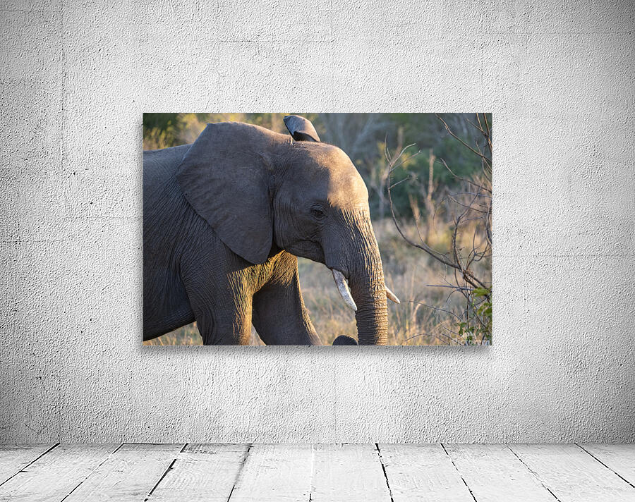 NBC081123057 Wall Preview