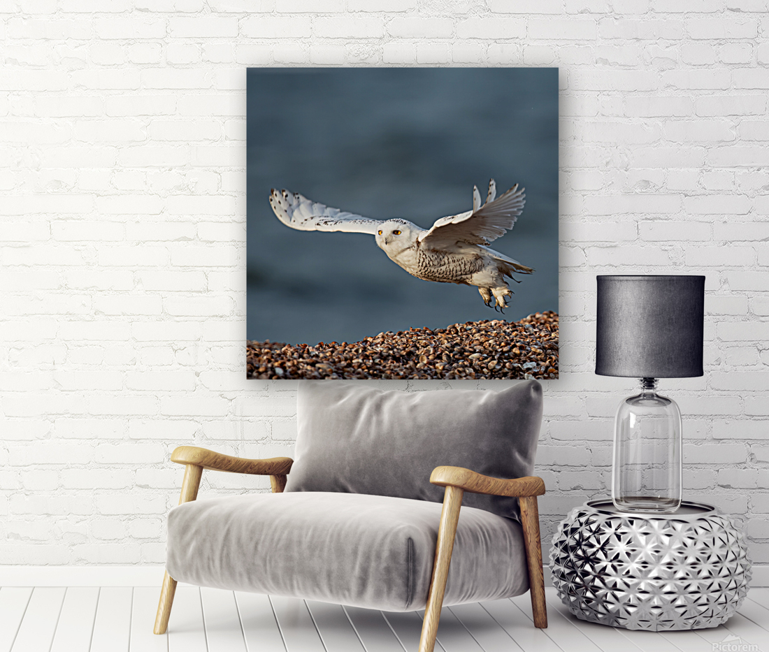 Snowy Owl 2020 Canv Reproduction