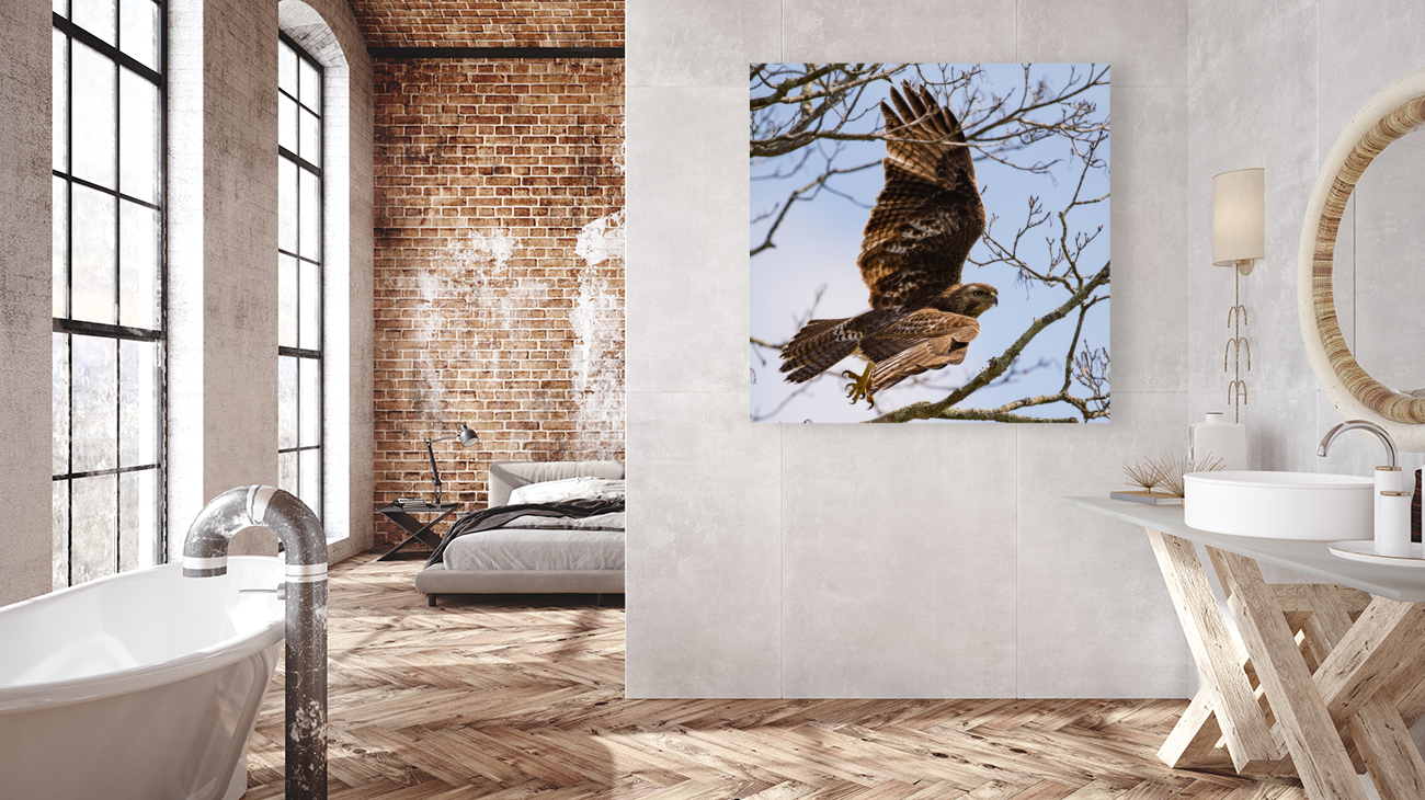 Hawk 2020 Canv Reproduction