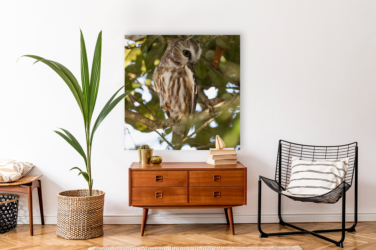 Saw Whet 2020 Canv Reproduction